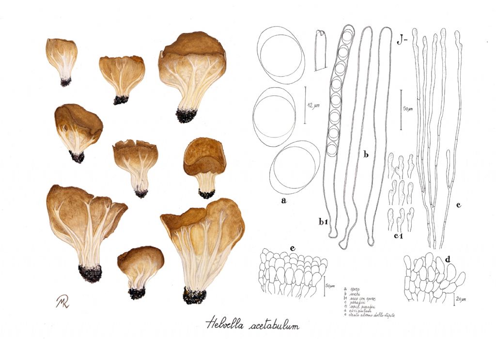 Helvella acetabulum